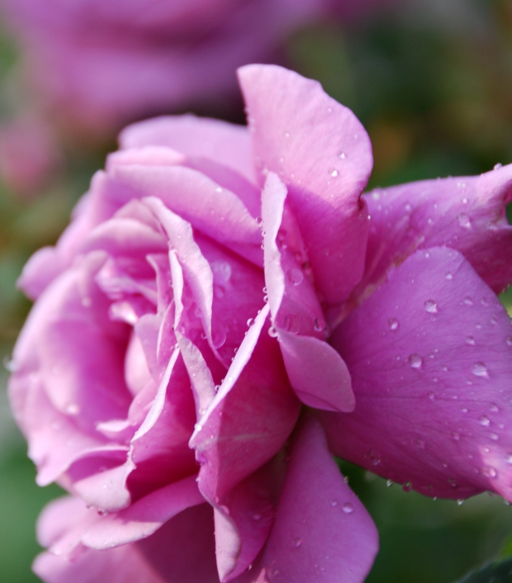 Flores bajo la lluvia (1991)