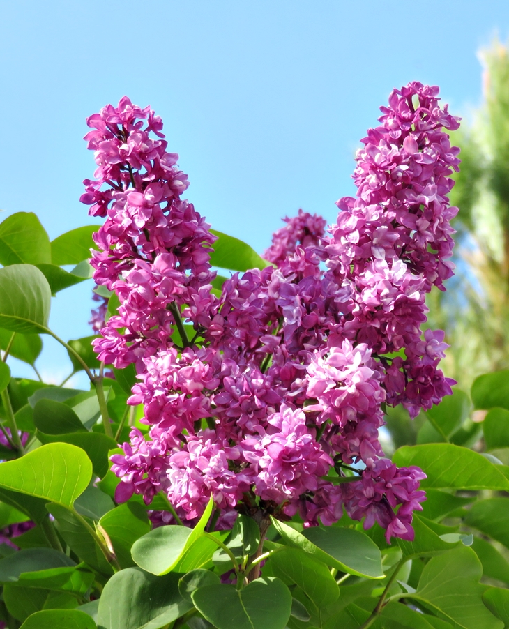 Primavera florida (20210415)