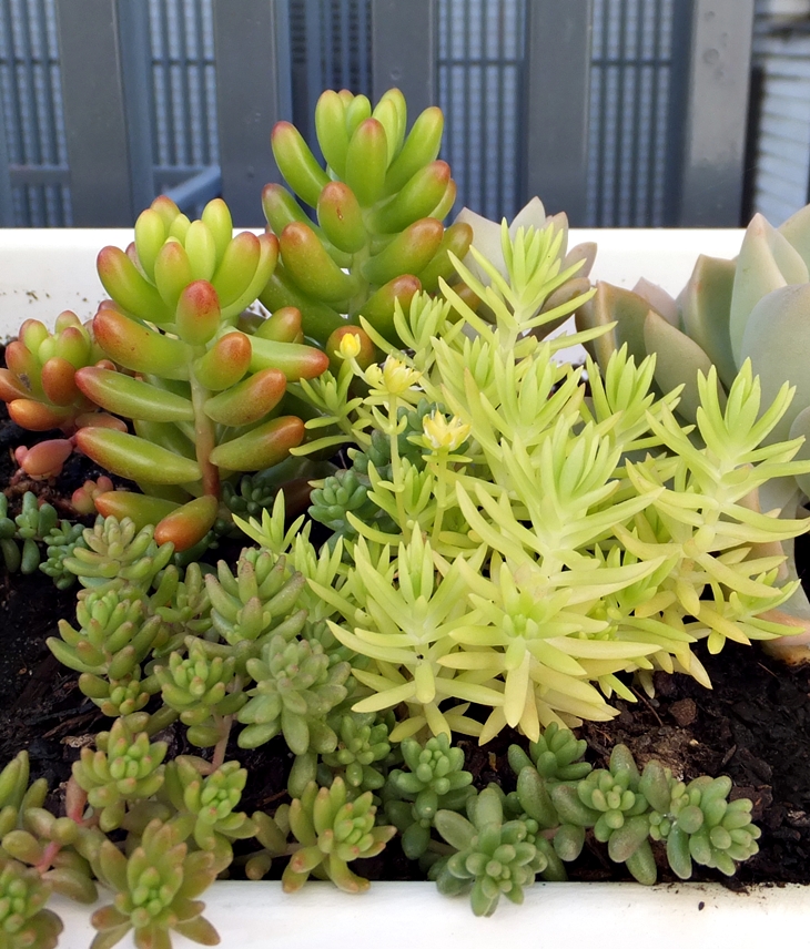 Almudena Grandes (1960-2021)