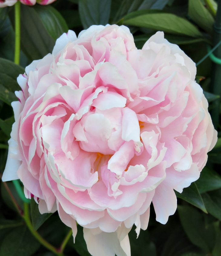 Época de transición (20210527)