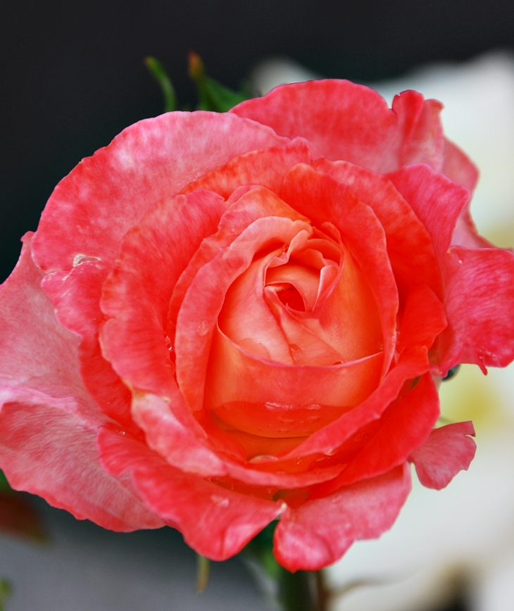 Maggie ve la luz&nbsp;(2002)