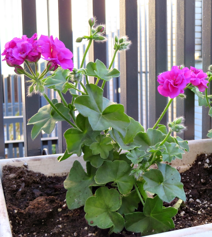 Plantas para el verano (20210609)