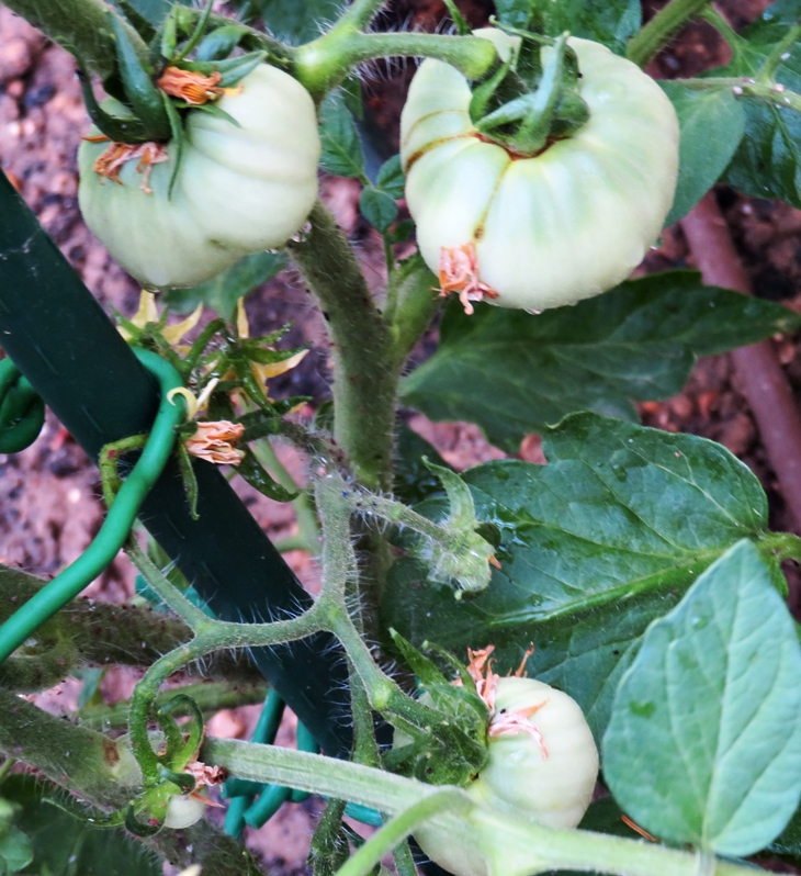 ¡Los primeros! (20210616)