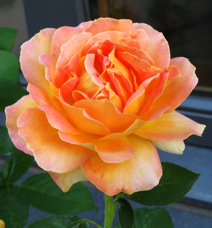 Por los pelos&nbsp;(1999)