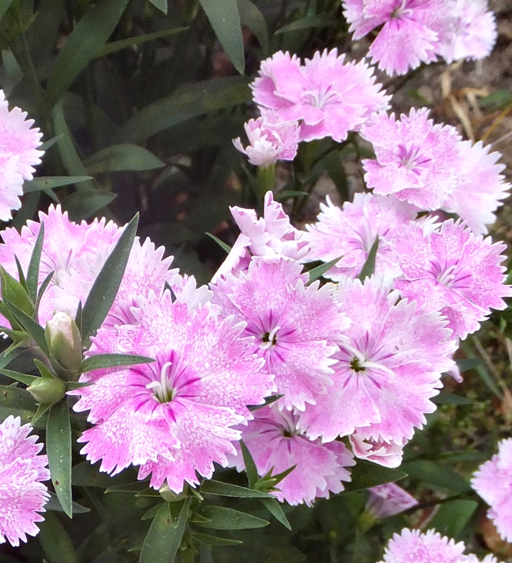 Puck detective (1970)