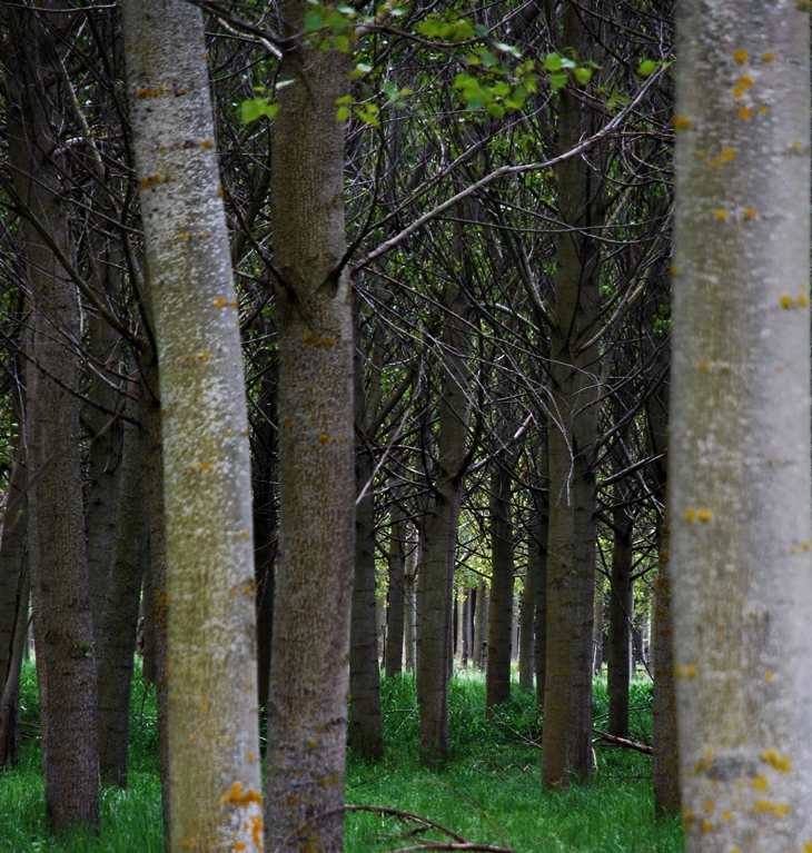 Recuerda que siempre te querré&nbsp;(2001)