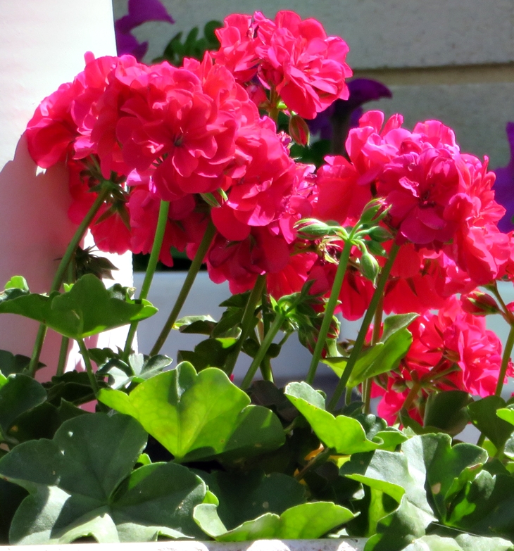 20210714 Plantas en verano