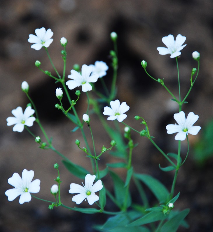 Cenizas de rencor&nbsp;(1993)