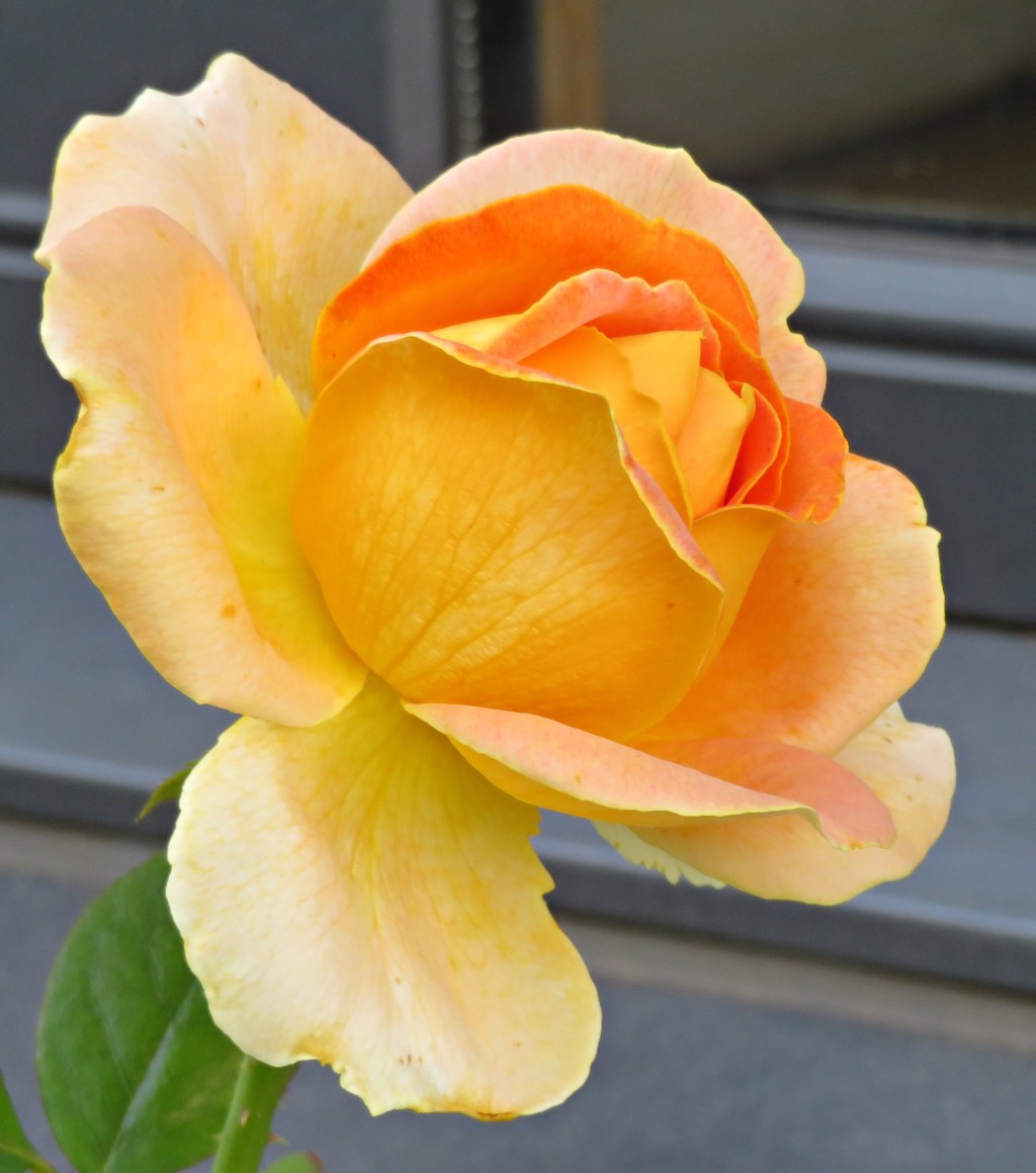 20210812 Una rosa de verano