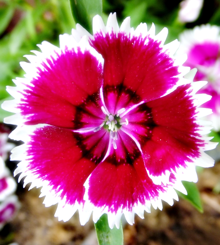 Las confesiones del señor Harrison&nbsp;(1849)