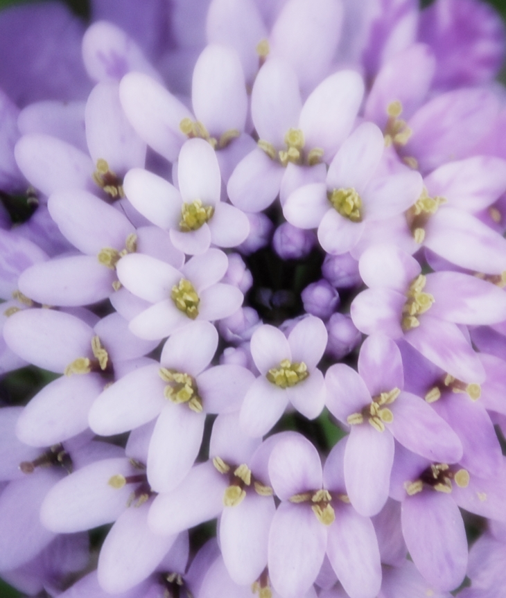 Julianne Donalson (1980?)