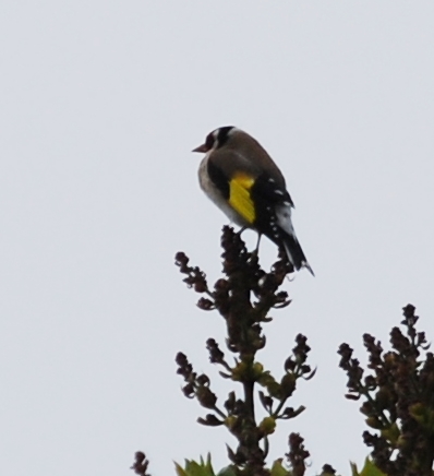 El príncipe feliz y otros cuentos&nbsp;(1888)