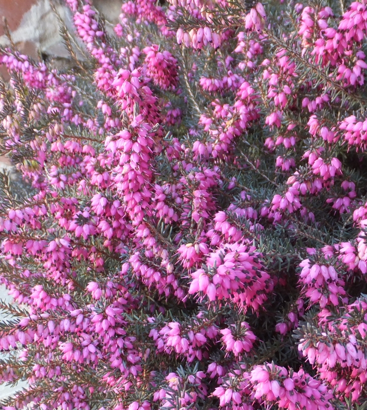 Walter Scott (1771-1832)