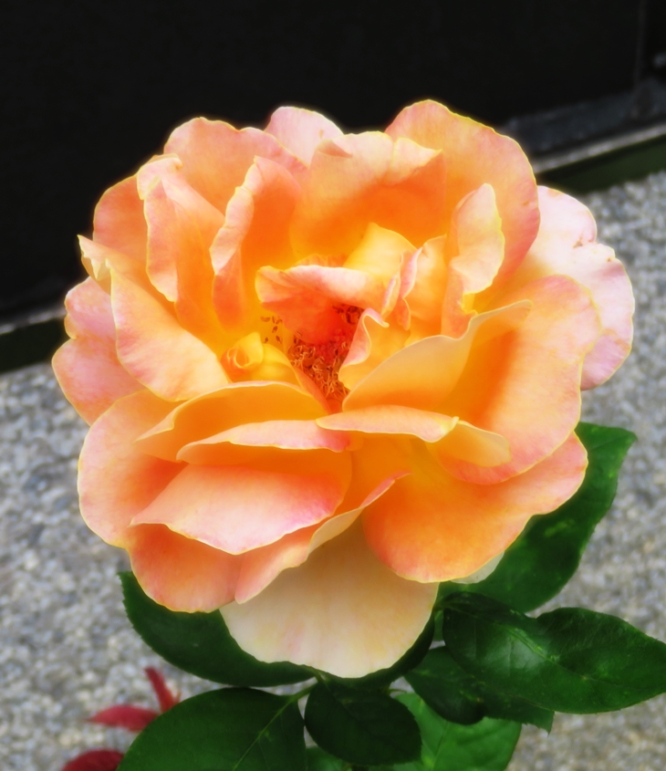 ¿Hay alguien ahí fuera?&nbsp;(2006)