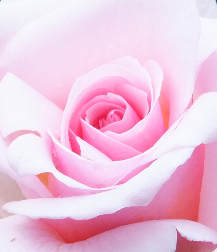 La pequeña librería de los corazones solitarios (2016)