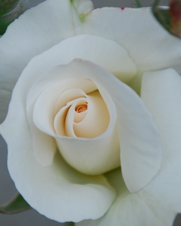 Un romance adorable&nbsp;(2011)