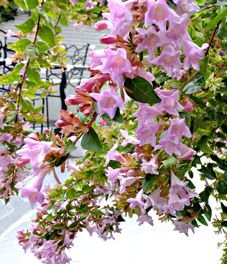 Daringham Hall. (1) La herencia.&nbsp;(2015)