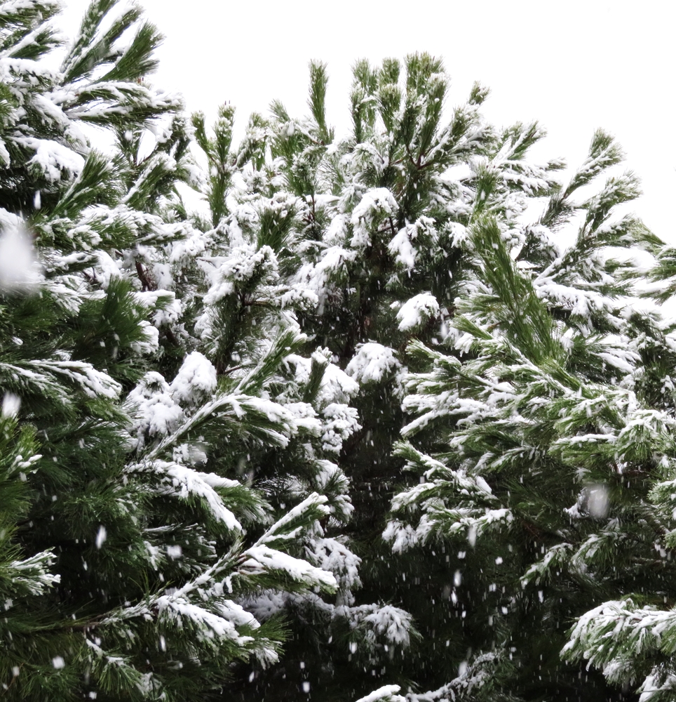 White Wednesday 20211124