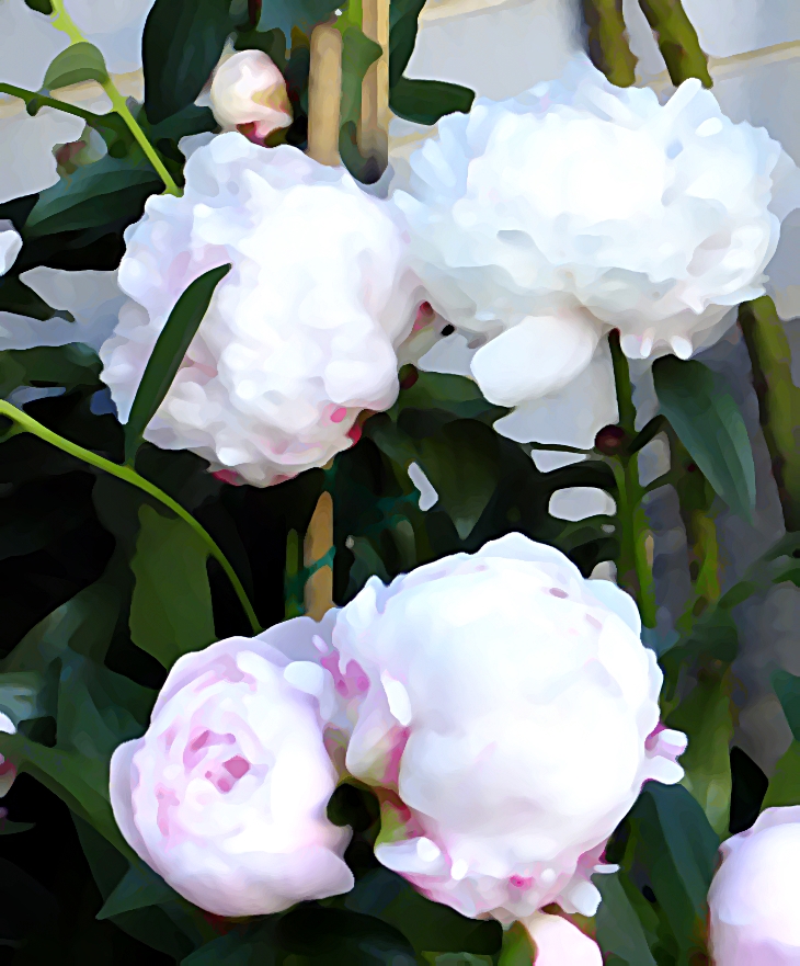 La hija del boticario&nbsp;(2009)