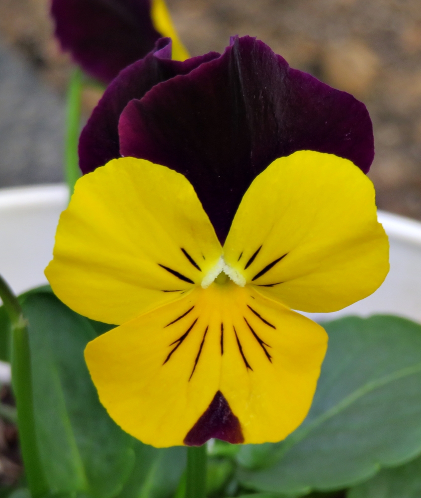 20211230 Plantas en invierno