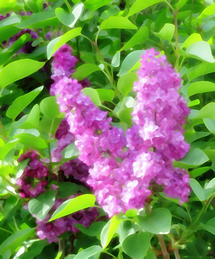 Claudia Piñeiro (1960)