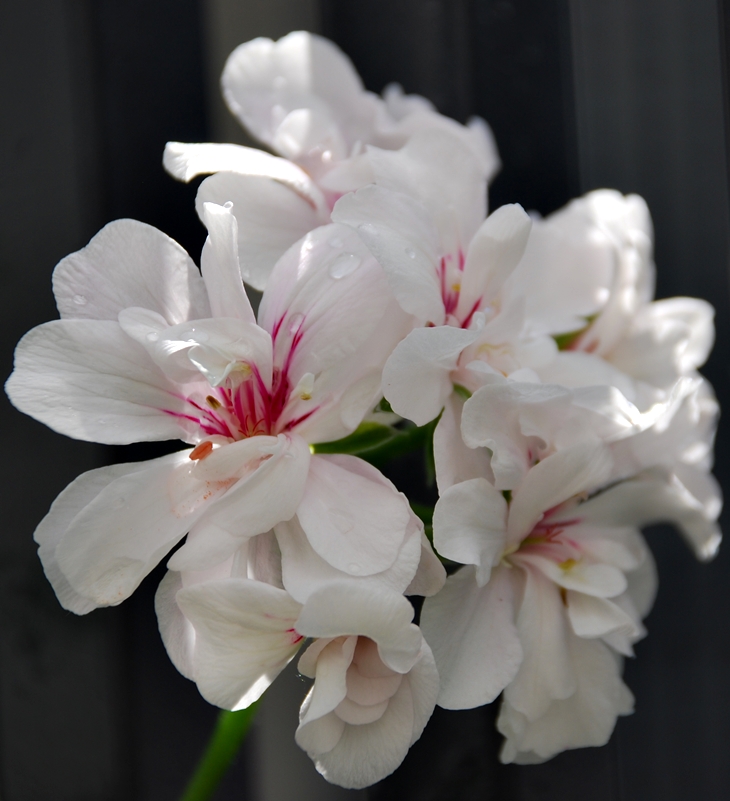 Sarah Penner (1980?)