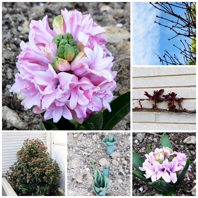 Floración imprevista e imprevisible&nbsp;(20220224)