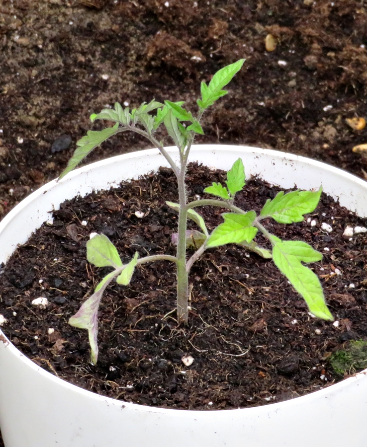 Tomates 2022 – Plantitas&nbsp;(20220324)
