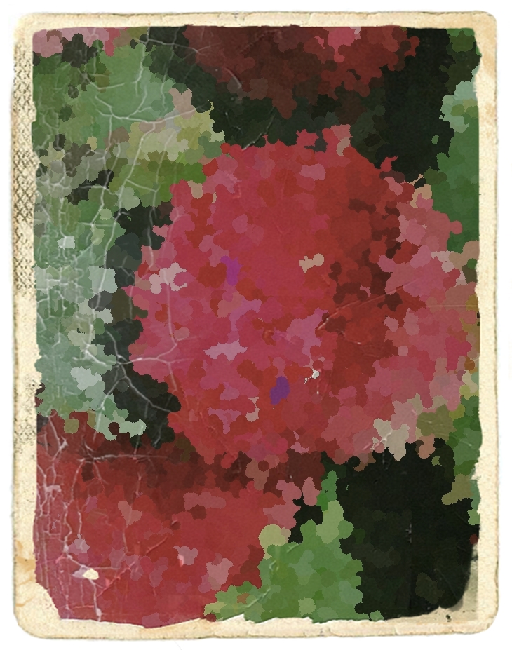 Dianne Freeman (1958)