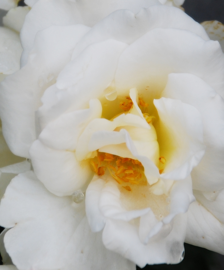 Una noche inolvidable&nbsp;(2012)