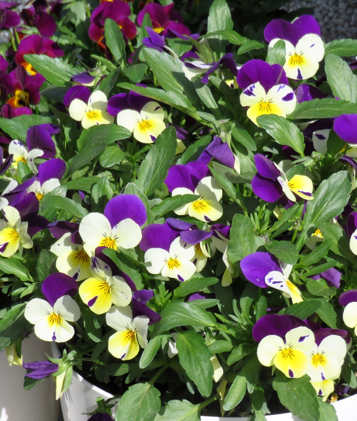 Mil y una flor&nbsp;(20220414)