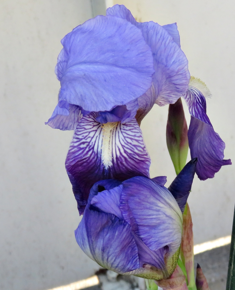 Los primeros lirios&nbsp;(20220418)