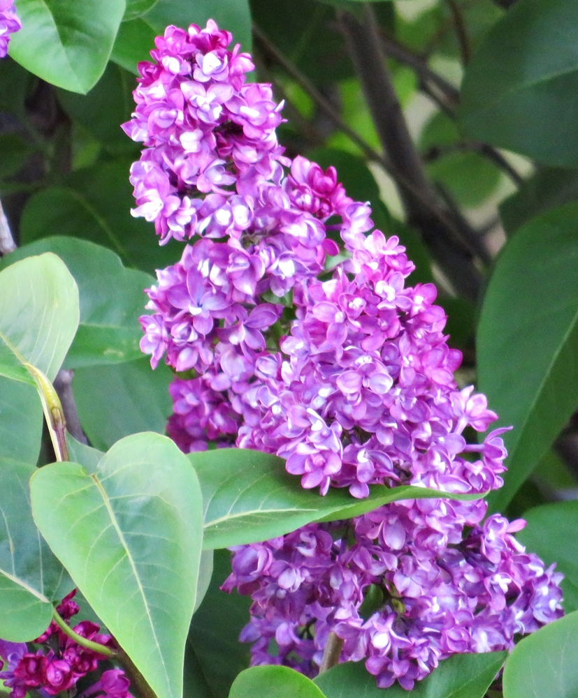 Lilas resplandecientes (20220426)