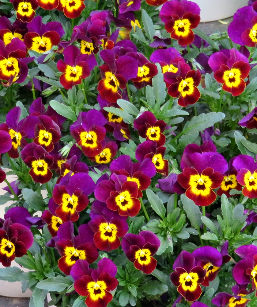 Primavera muy florida&nbsp;(20220504)