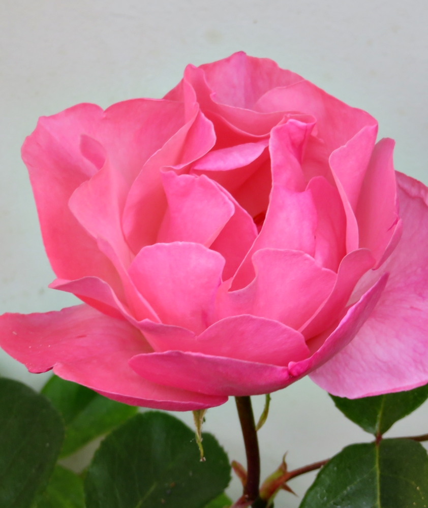 20220512 Primeras rosas