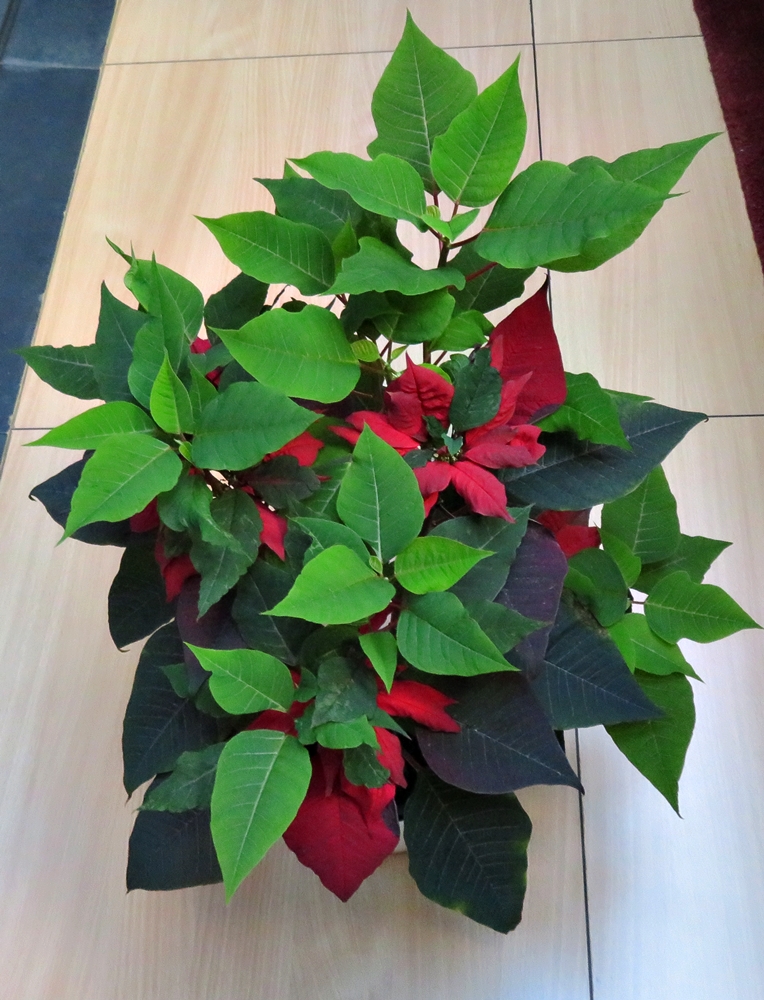 Navidad en mayo&nbsp;(20220518)