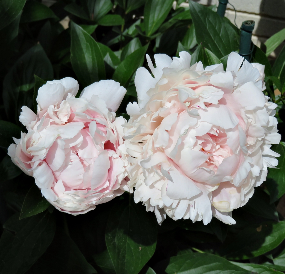 Dos peonías (20220525)