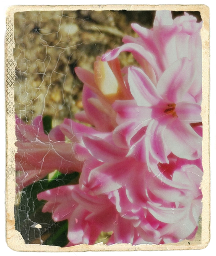 La indomable Sophia&nbsp;(1950)