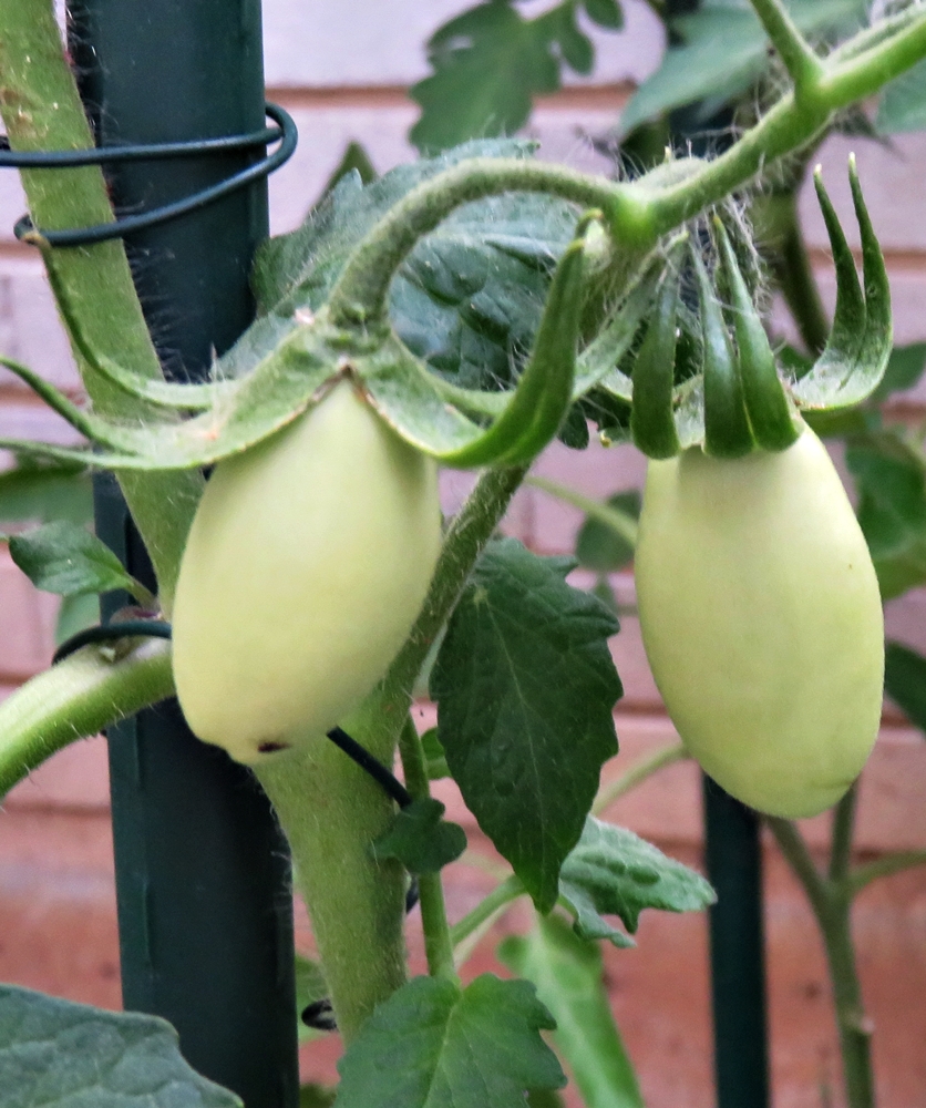 Los primeros tomates&nbsp;(20220616)