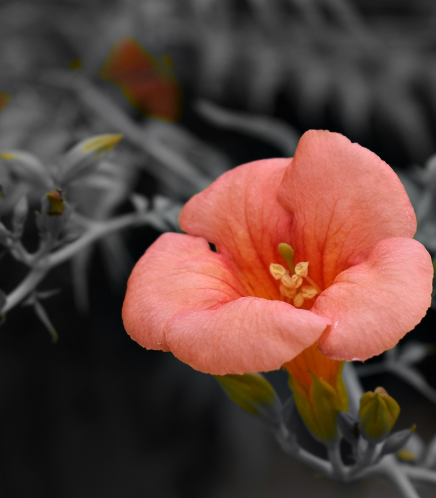 Bignonia 2022 (20220623)