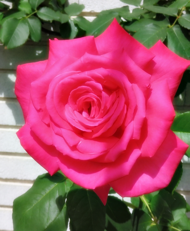 Cartas a Middleton&nbsp;(2020)