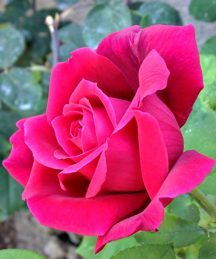 Patricia García Ferrer&nbsp;(1990)