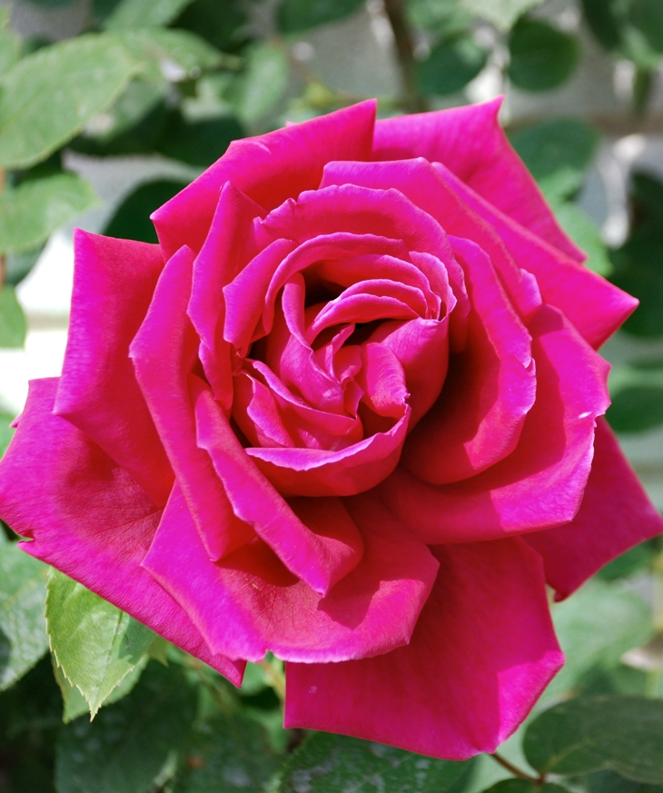 La rosa de Middleton&nbsp;(2021)