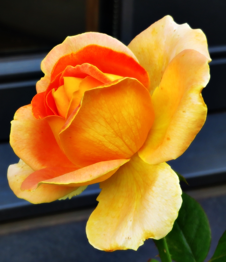 Un tipo encantador&nbsp;(2008)