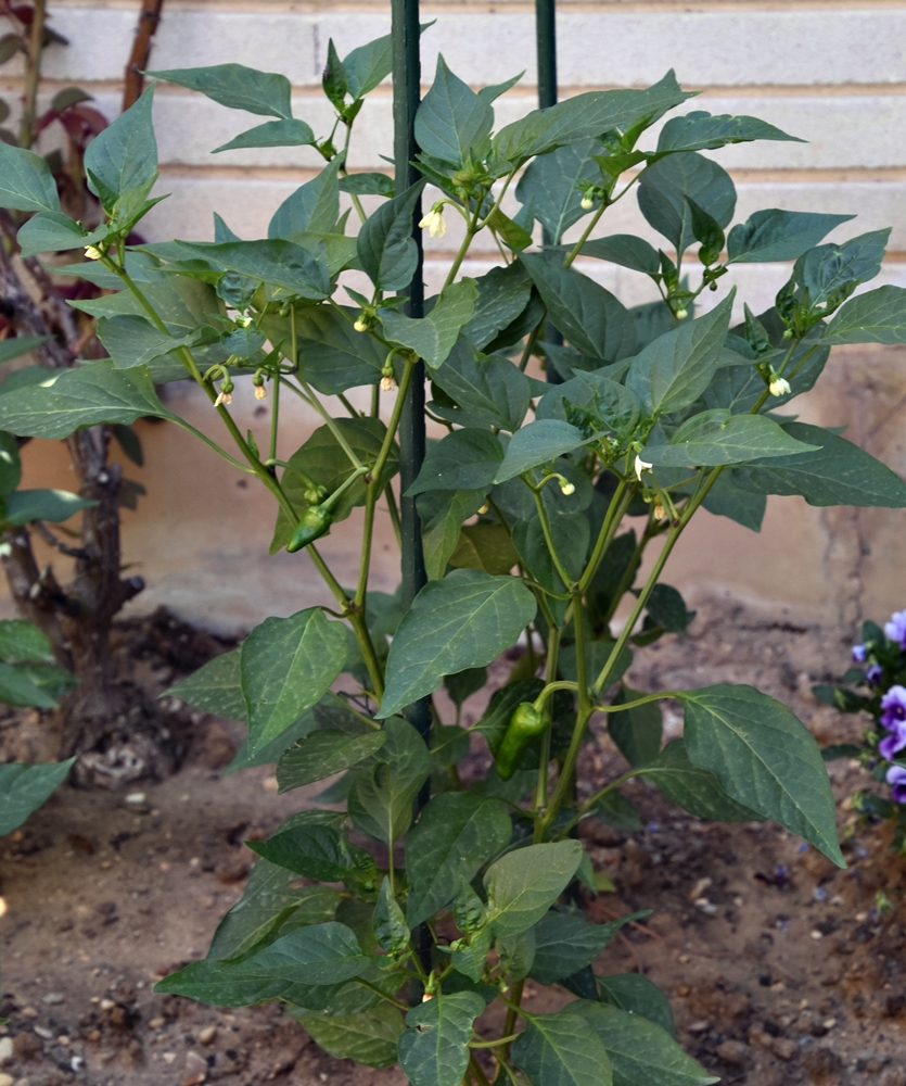 Pimientos de Padrón&nbsp;(20220708)