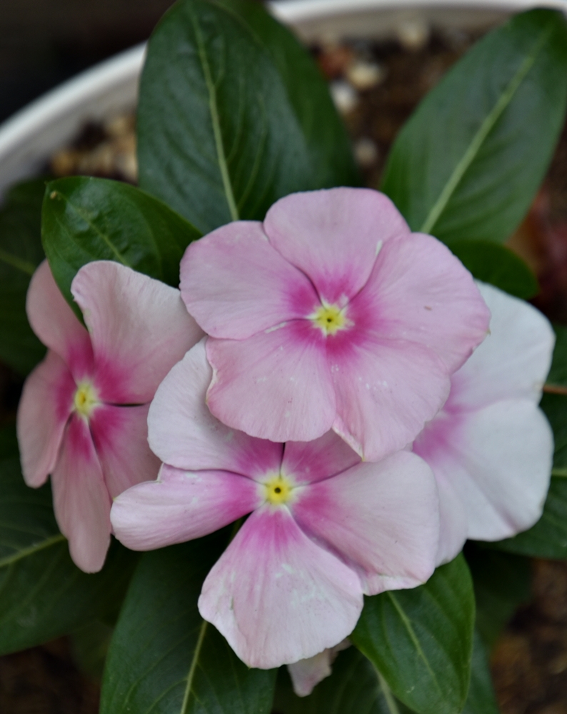 Vincas 2022 (20220714)