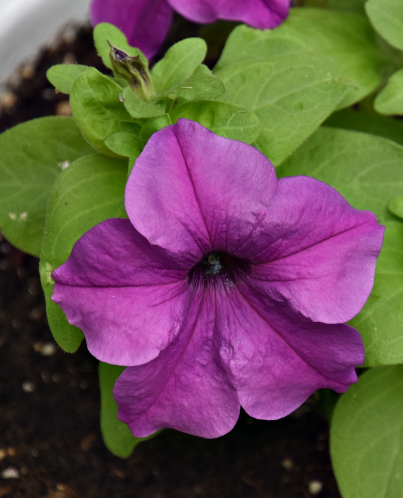 20220722 Petunias 2022