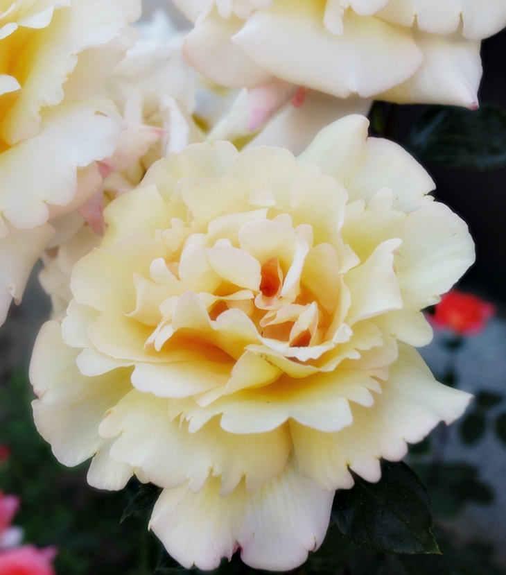 Una espléndida pasión&nbsp;(1995)