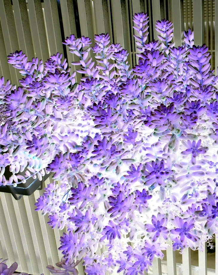 Jacqueline Winspear (1955)