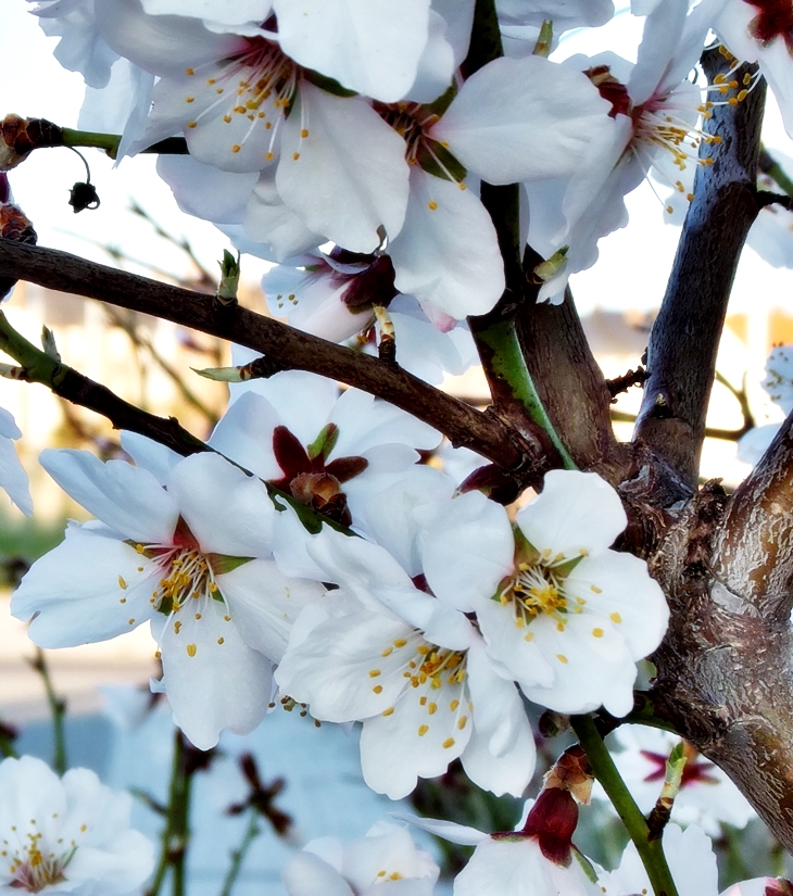 Sosuke Natsukawa (1978)